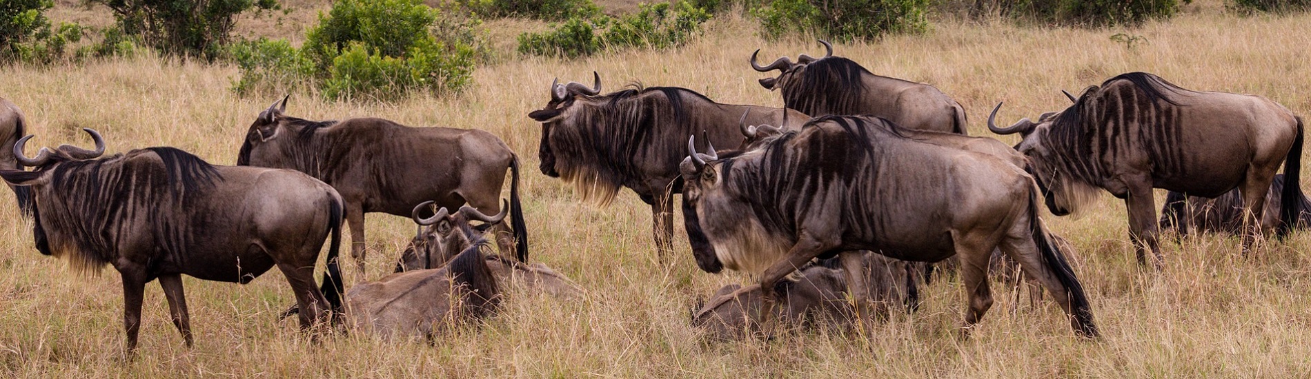 10 Days Best of Kenya Safari