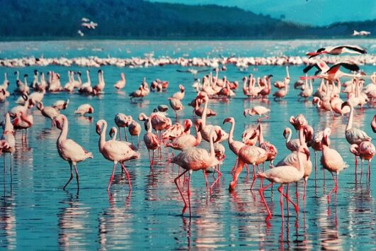 5 Days Lake Nakuru / Naivasha / Mara