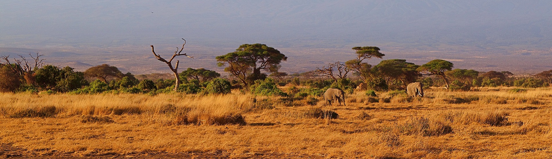 3 Days Amboseli Safari