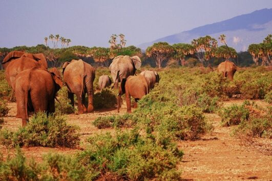 6 Days Mara / Lake Nakuru / Amboseli