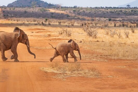 4 Days Mara / Lake Nakuru National Park
