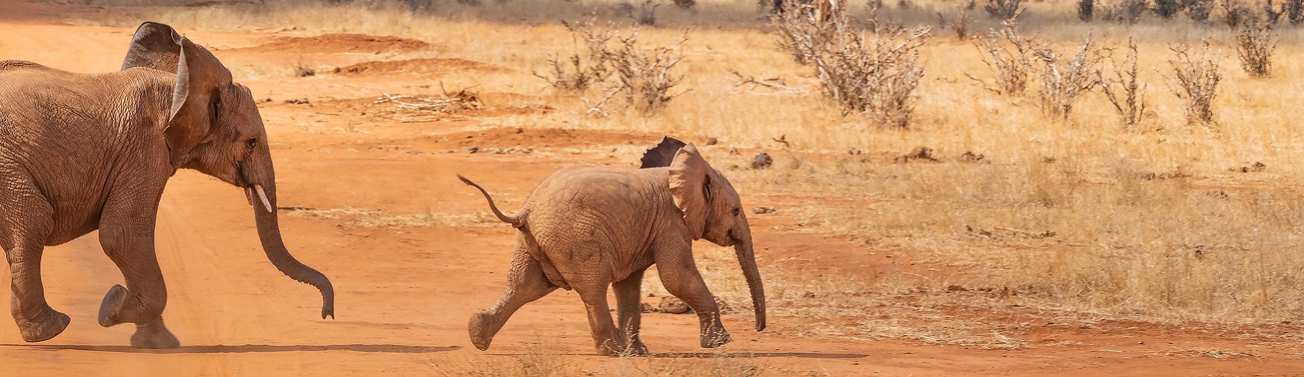 4 Days Mara / Lake Nakuru National Park