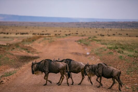 10 Days Best of Kenya Safari