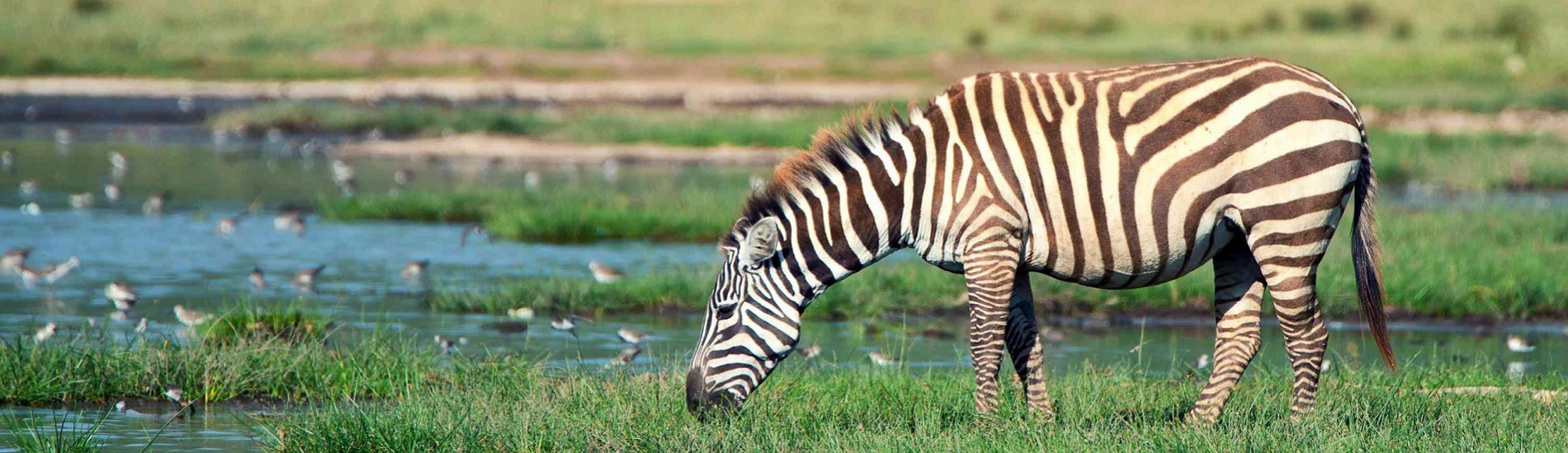 Marvels of Uganda Safari