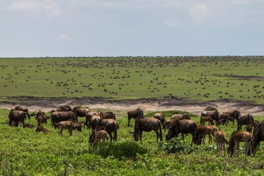 4 Days Ngorongoro, Serengeti & Manyara