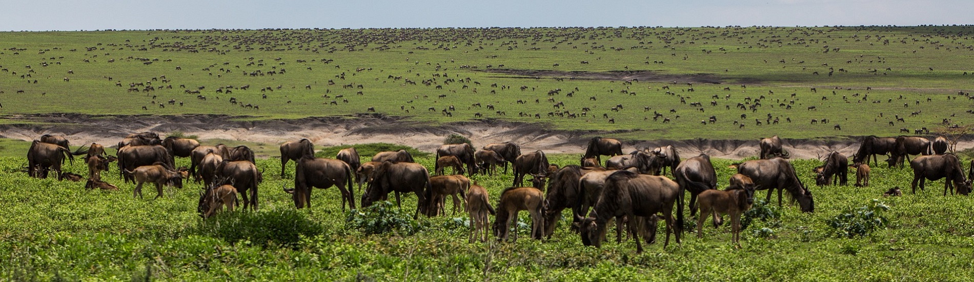 4 Days Ngorongoro, Serengeti & Manyara
