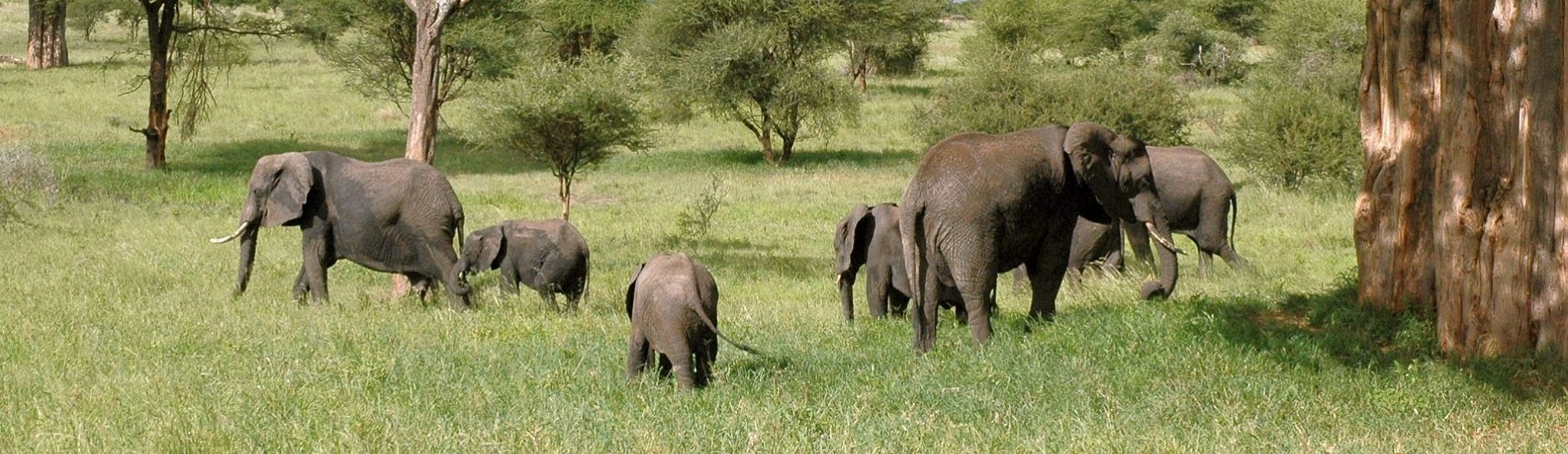 Manyara, Serengeti & Ngorongoro 6 Days