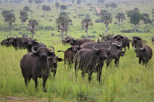 8 Days Samburu / Aberdare / Mara