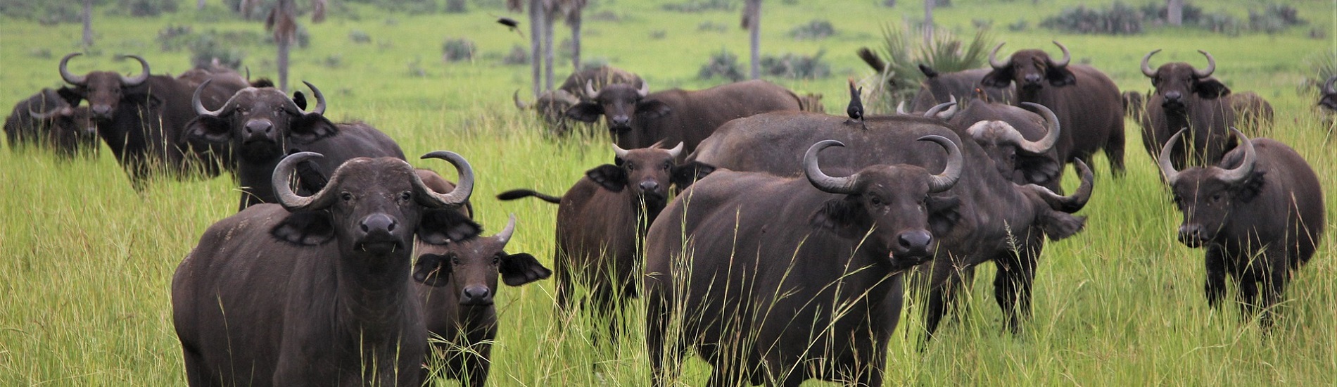 4 Days Bwindi Impenetrable Forest