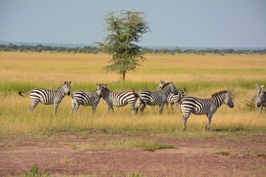 Manyara, Serengeti & Ngorongoro 6 Days
