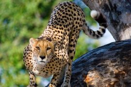 leopards safari kenya