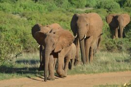 ziwani safari lodge