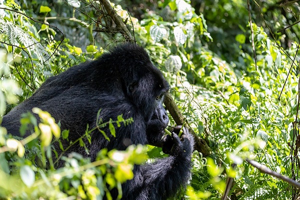 Gorilla Tracking