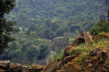 Tree Safaris Aberdare Kenya