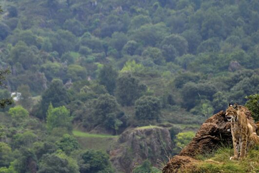 Tree Safaris Aberdare Kenya