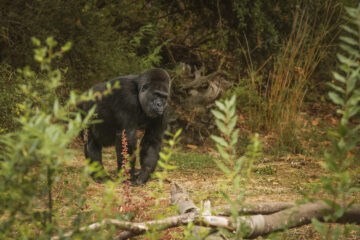 3 Days Chimpanzee Trekking Safari to Kibale National Park.