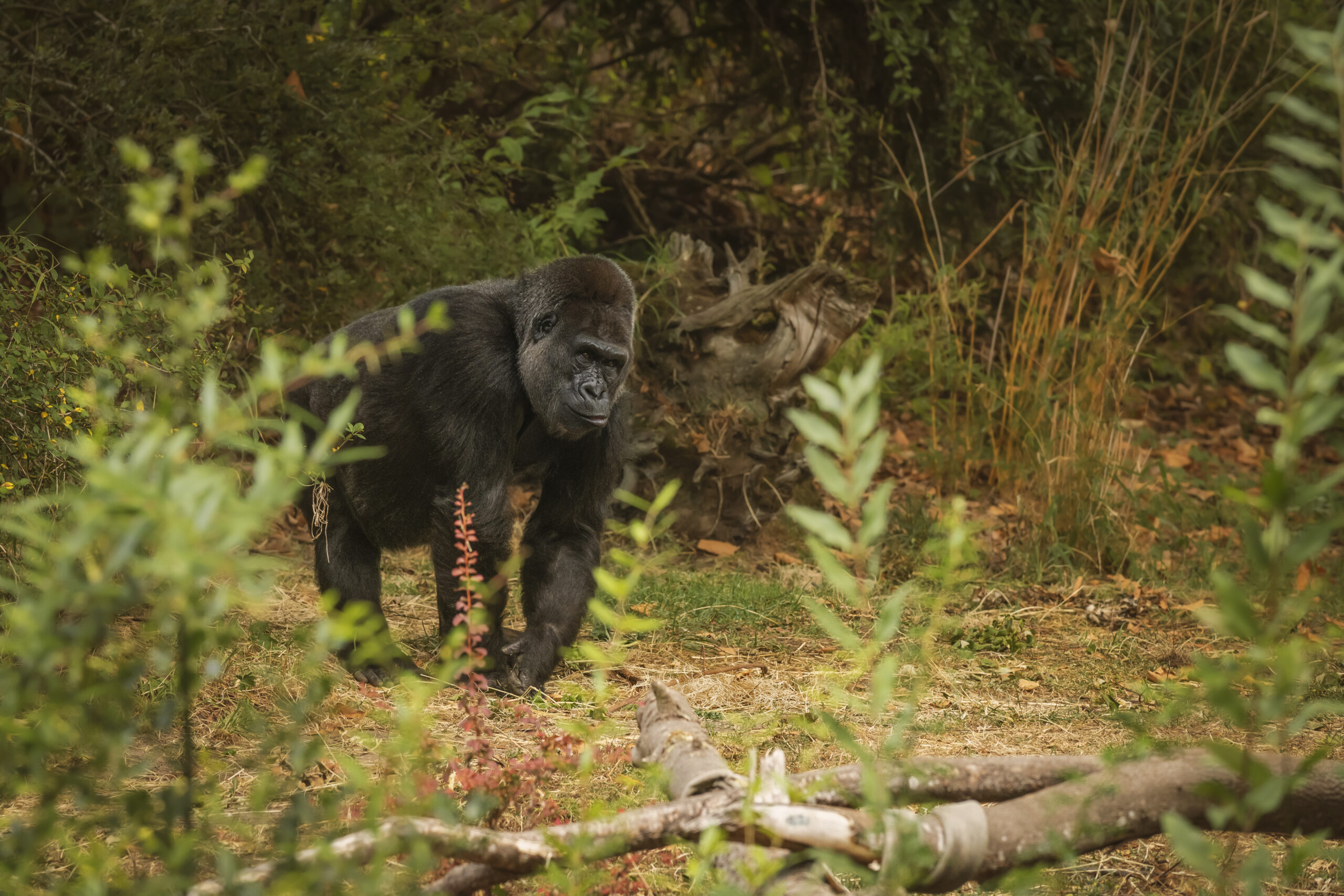 3 Days Chimpanzee Trekking Safari to Kibale National Park.