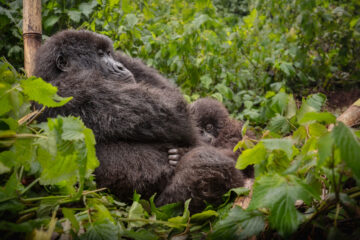 3 Days Gorilla trekking Safari to Bwindi Impenetrable National Park