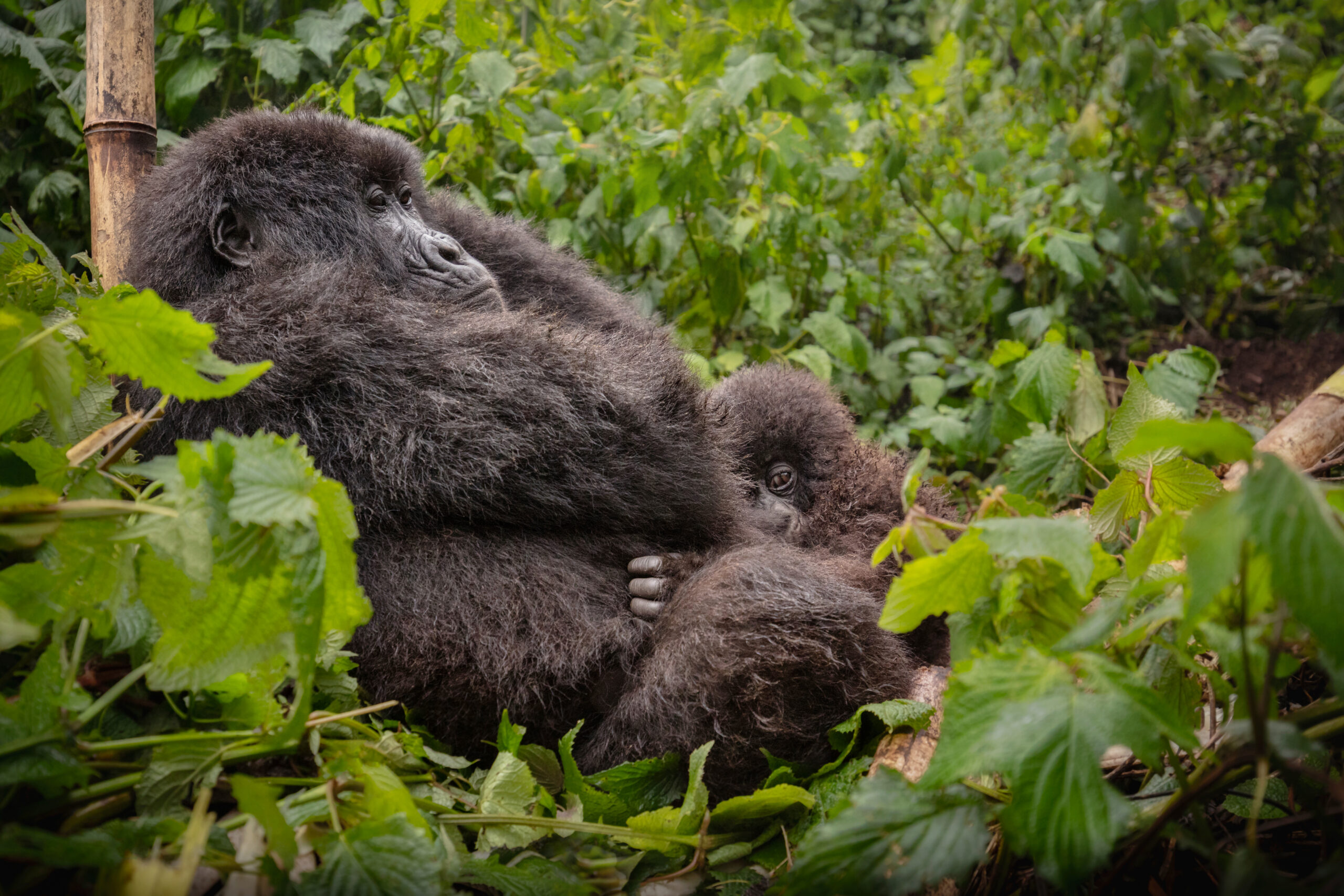 6 Days Big Four Gorilla Trekking Wildlife Safari to Queen Elizabeth National Park and Bwindi Impenetrable National Park.