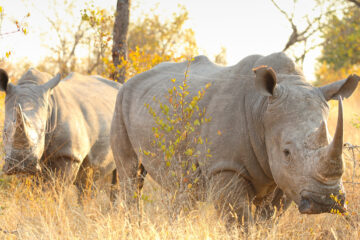 3 Days Wildlife Safari to Queen Elizabeth National Park.
