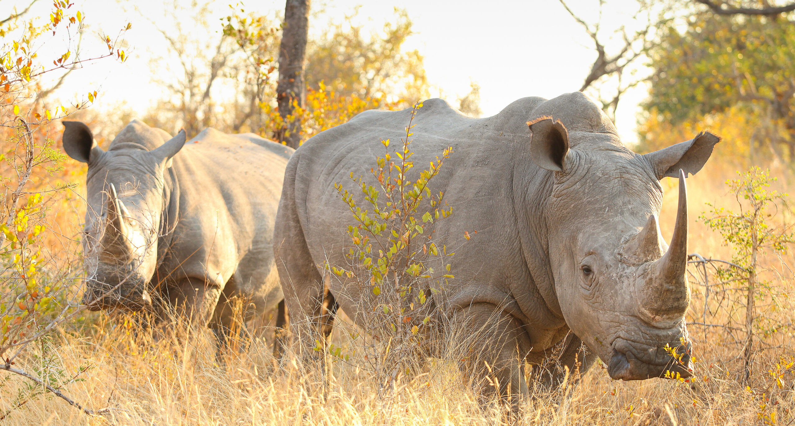 3 Days Wildlife Safari to Queen Elizabeth National Park.