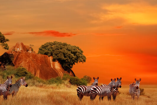6 Days - Essence Of Tanzania